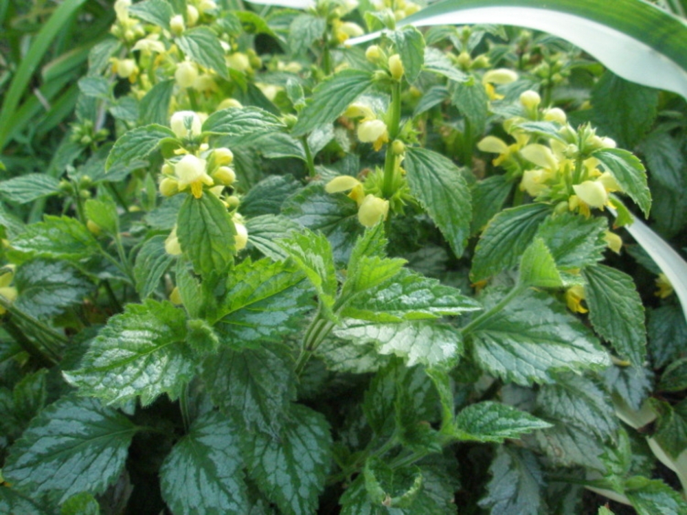 Зеленчук желтый (Galeobdolon luteum)