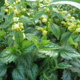 Зеленчук желтый (Galeobdolon luteum)