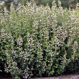 Душевик котовниковый Марвелетт Уайт (Clinopodium nepeta 'Marvelette White')