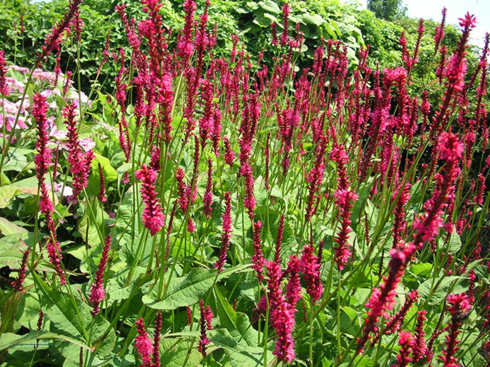 Горец сечевидный Файертейл (Bistorta amplexicaulis 'Firetail')