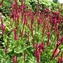 Горец сечевидный Файертейл (Bistorta amplexicaulis 'Firetail')