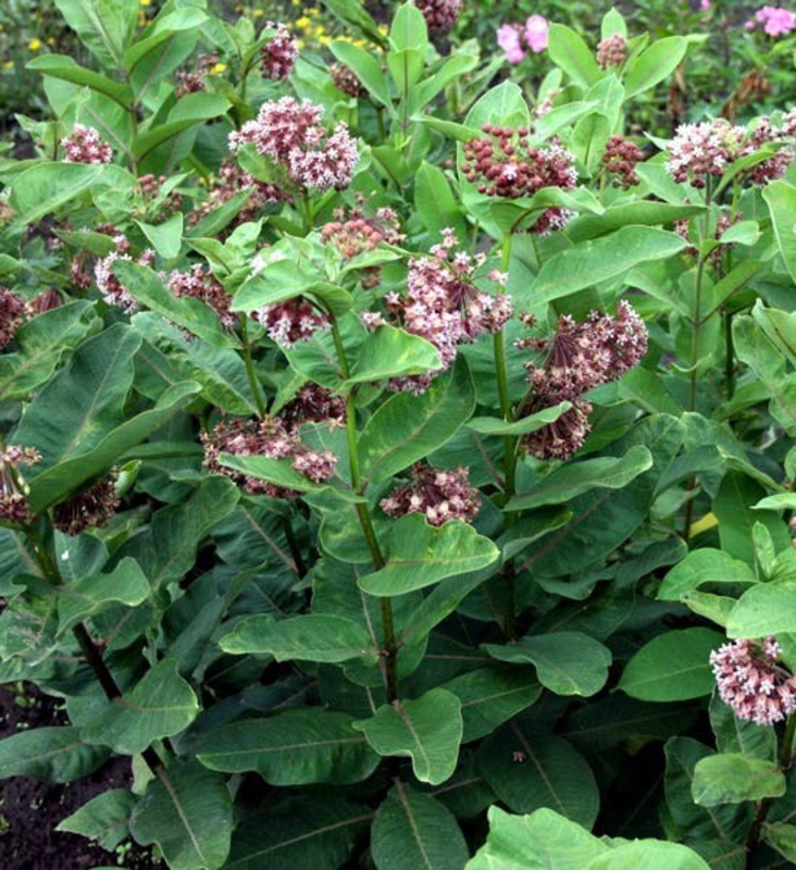 Ваточник сирийский (Asclepias syriaca)