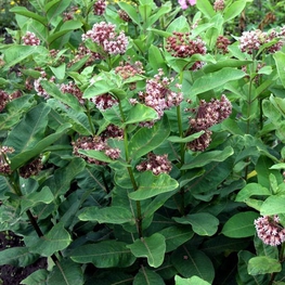 Ваточник сирийский (Asclepias syriaca)