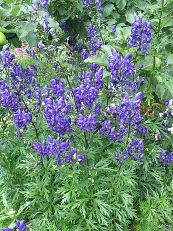 Аконит клобучковый (Aconitum napellus)