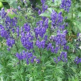 Аконит клобучковый (Aconitum napellus)