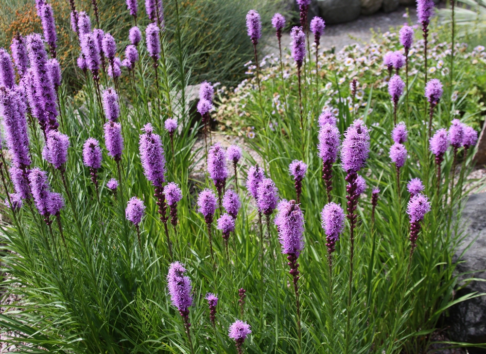 Лиатрис колосковый (Liatris spicata)
