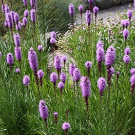 Лиатрис колосковый (Liatris spicata)