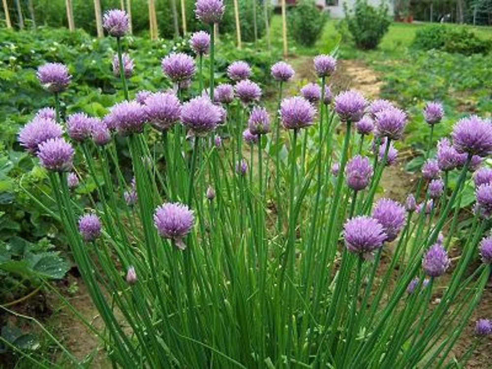 Лук резанец (Allium schoenoprasum)