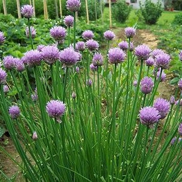 Лук резанец (Allium schoenoprasum)
