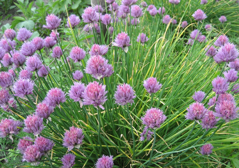 Лук Шнитт (Allium schoenoprasum)