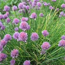 Лук Шнитт (Allium schoenoprasum)