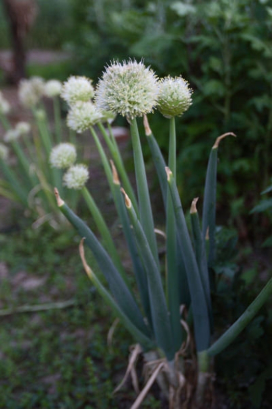 Лук батун (Allium fistulosum)