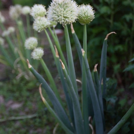 Лук батун (Allium fistulosum)