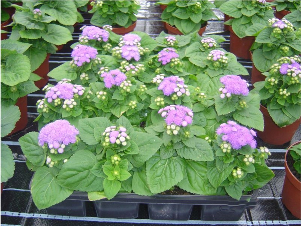 Агератум мексиканский (Ageratum houstonianum)