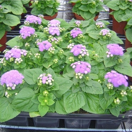 Агератум мексиканский (Ageratum houstonianum)