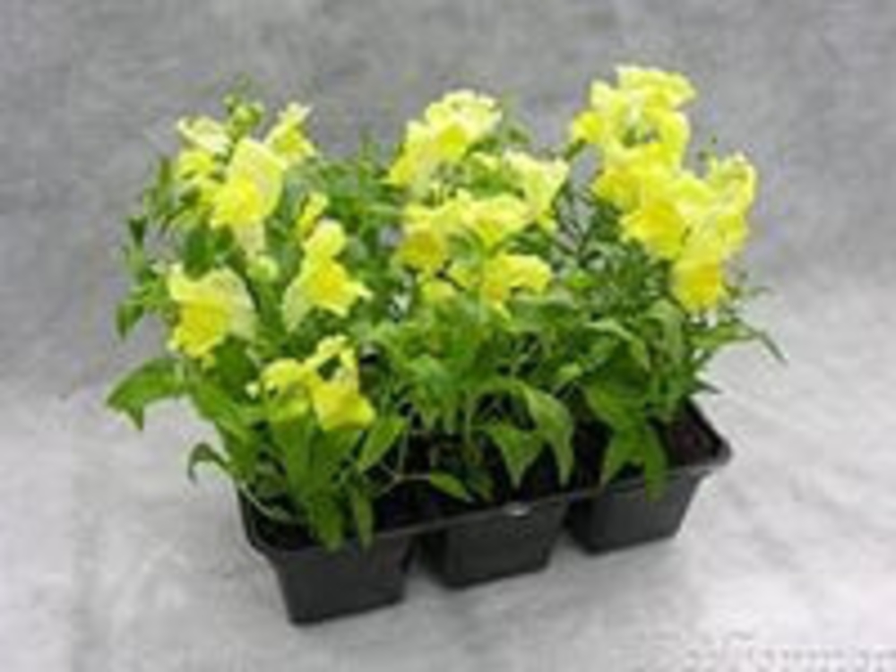 Антирринум (Antirrhinum majus)