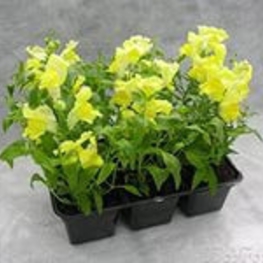 Антирринум (Antirrhinum majus)