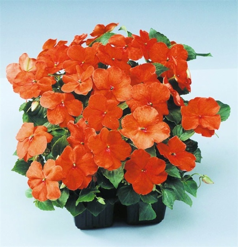 Бальзамин Уоллера (Impatiens walleriana)