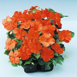 Бальзамин Уоллера (Impatiens walleriana)