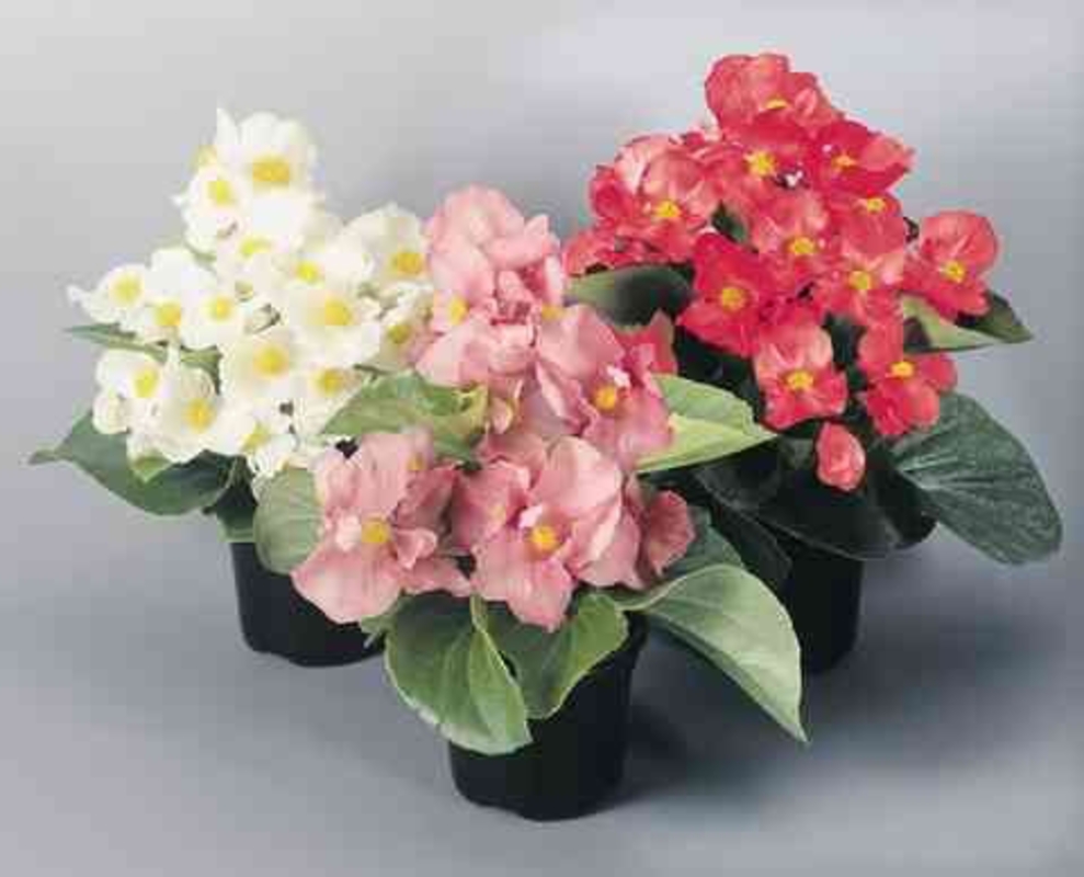 Бегония вечноцветущая (Begonia semperflorens)