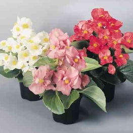 Бегония вечноцветущая (Begonia semperflorens)