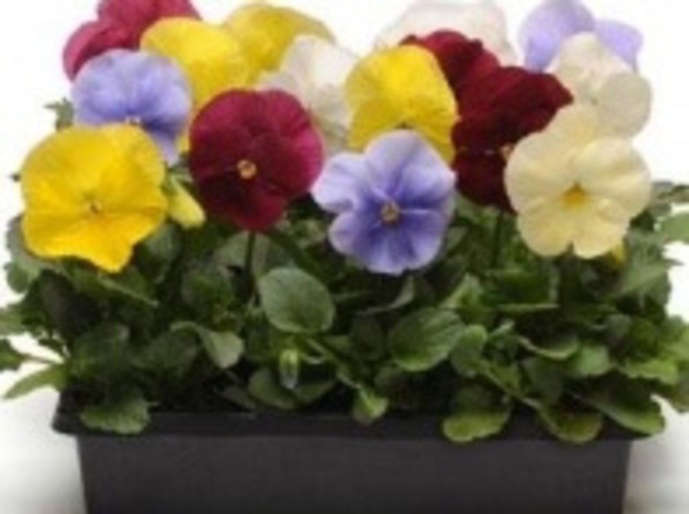 Виола Витрокка (Viola x wittrockiana)