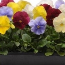 Виола Витрокка (Viola x wittrockiana)