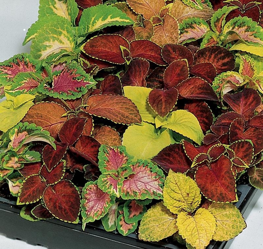 Колеус Блюма (Coleus blumei)