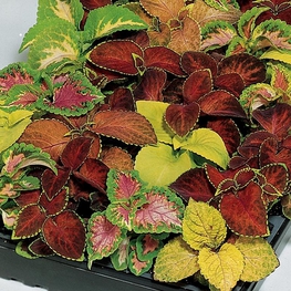 Колеус Блюма (Coleus blumei)
