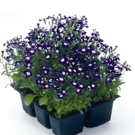 Лобелия эринус (Lobelia erinus)