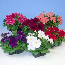 Петуния гибридная (Petunia x hybrida)