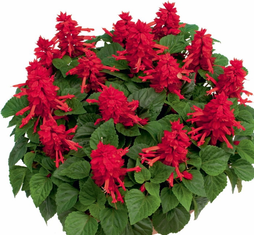 Сальвия сверкающая (Salvia splendens)