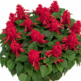 Сальвия сверкающая (Salvia splendens)