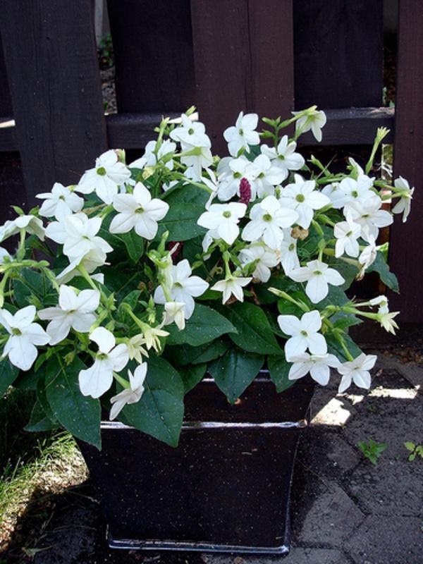 Табак Сандера (Nicotiana x sanderae)