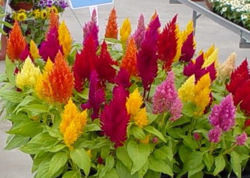 Целозия метельчатая (Celosia argentea var. plumosa)