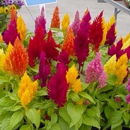 Целозия метельчатая (Celosia argentea var. plumosa)