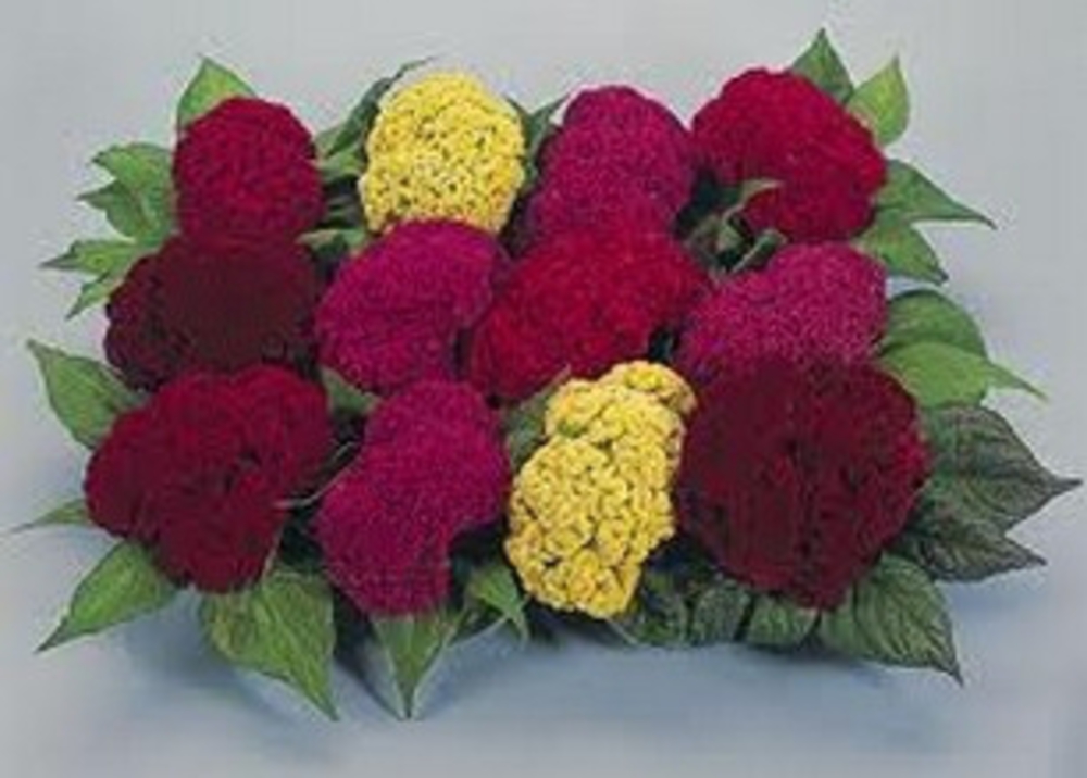 Целозия гребенчатая (Celosia argentea var. cristata)