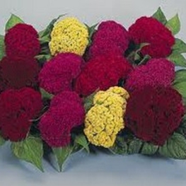 Целозия гребенчатая (Celosia argentea var. cristata)