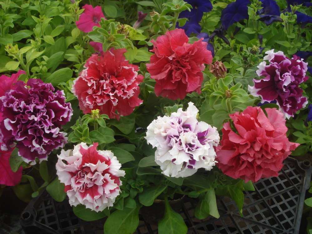 Петуния махровая (Petunia x hybrida)