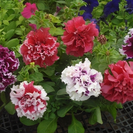 Петуния махровая (Petunia x hybrida)