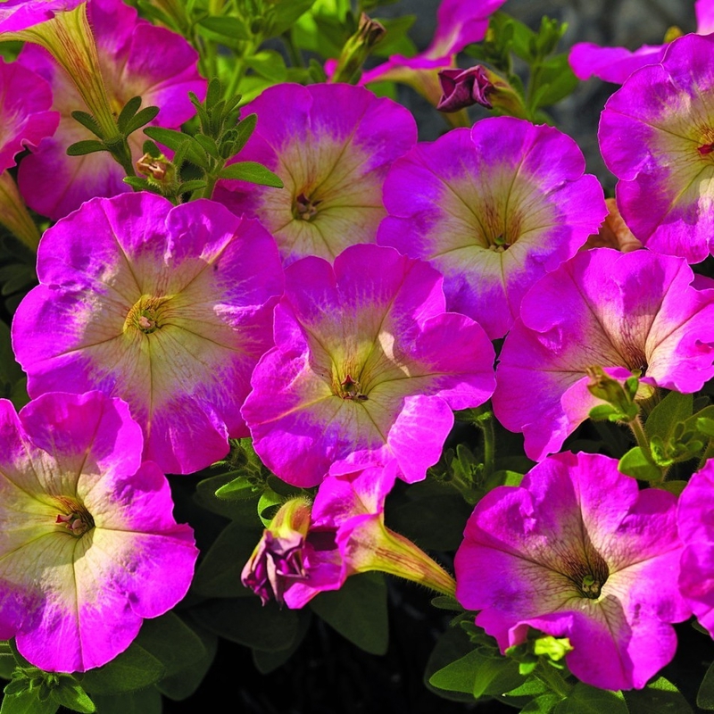 Петуния миллифлора Миллифлора (Petunia milliflora 'Milliflora')