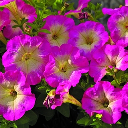 Петуния миллифлора Миллифлора (Petunia milliflora 'Milliflora')