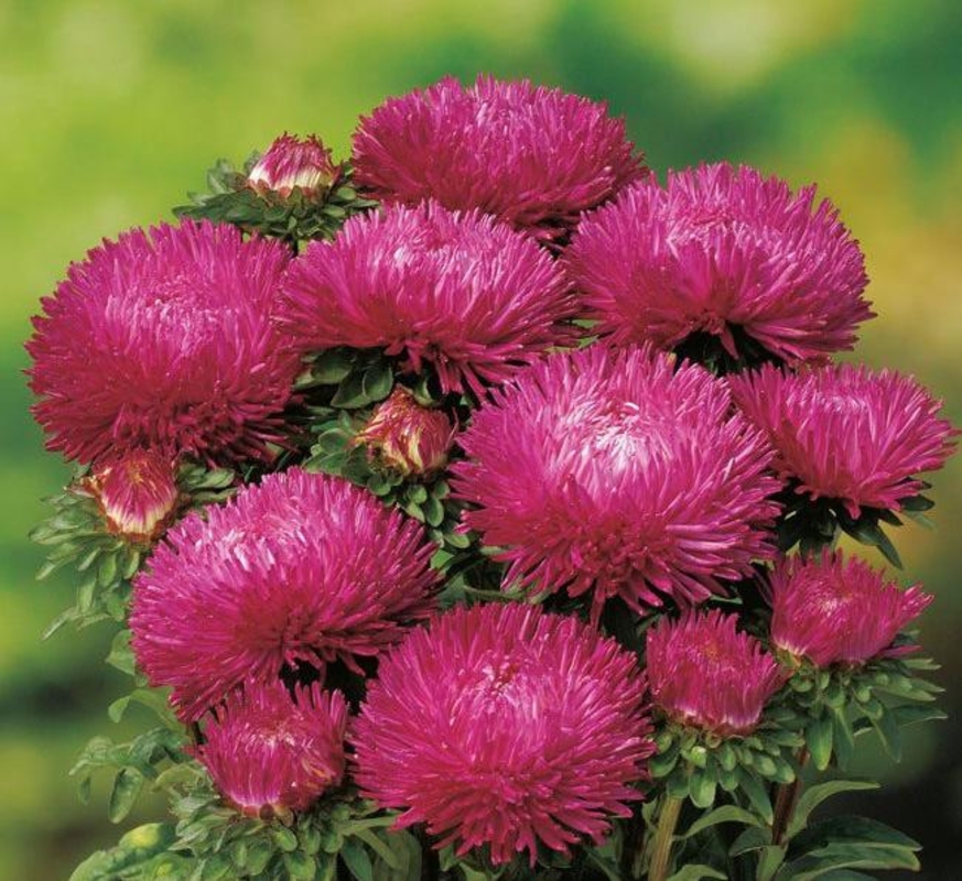 Астра (Callistephus chinensis)