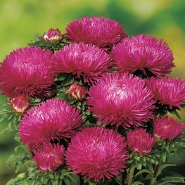 Астра (Callistephus chinensis)