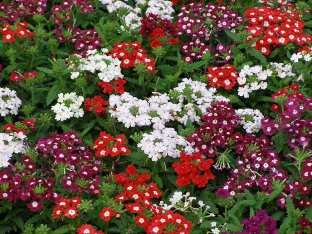 Вербена (Verbena hybrida)