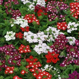 Вербена (Verbena hybrida)