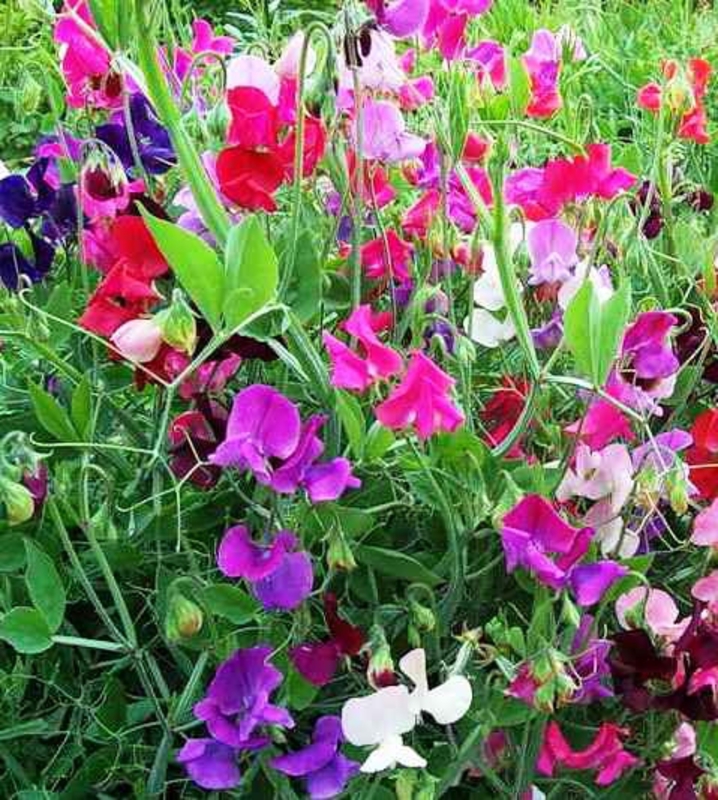 Душистый горошек (Lathyrus odoratus)