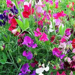 Душистый горошек (Lathyrus odoratus)