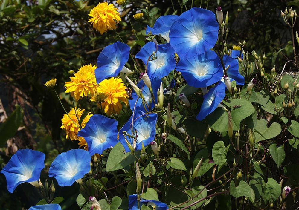 Ипомея (Ipomoea purpurea)