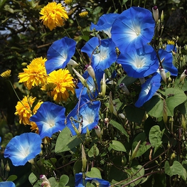 Ипомея (Ipomoea purpurea)